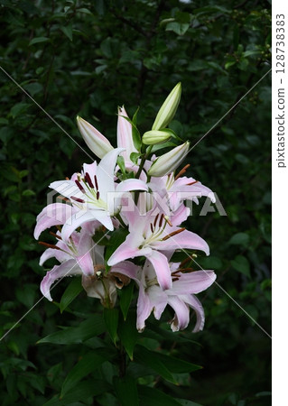 Beautiful lily flowers blooming vigorously 128738383