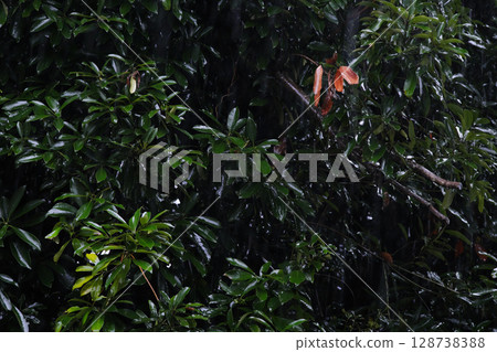 Heavy rain in the forest Heavy rain in the forest 128738388