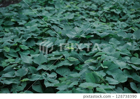 培育地瓜幼苗 128738390