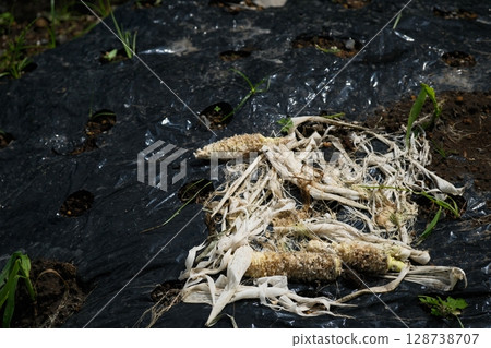 玉米遭害蟲侵害 128738707