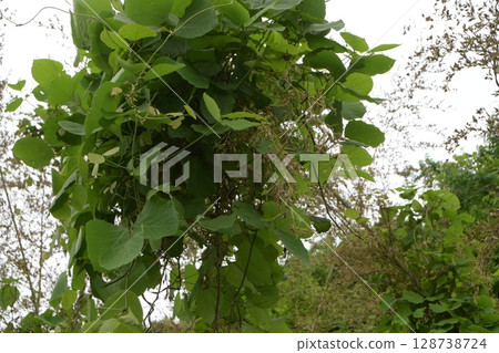 "Bamboo flowers" that bloom once every 120 years 128738724