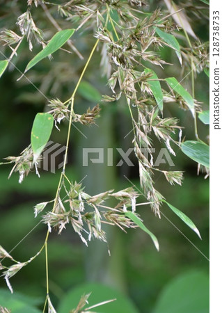 "Bamboo flowers" that bloom once every 120 years 128738733