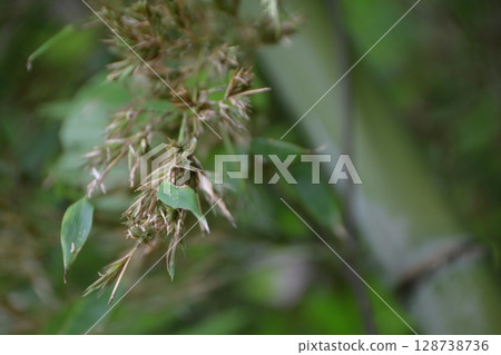 每120年綻放一次的“竹花” 128738736