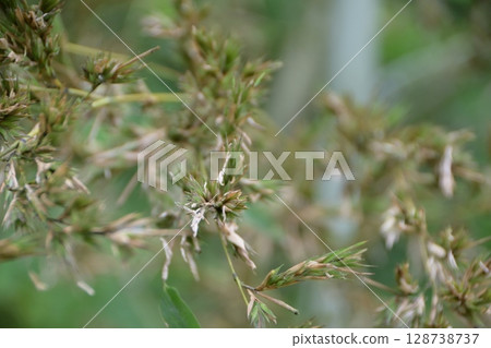 每120年綻放一次的“竹花” 128738737