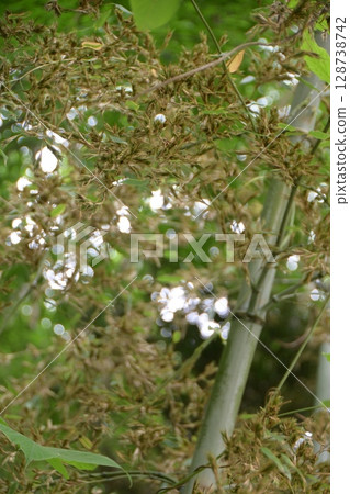 "Bamboo flowers" that bloom once every 120 years "Bamboo flowers" that bloom once every 120 years 128738742
