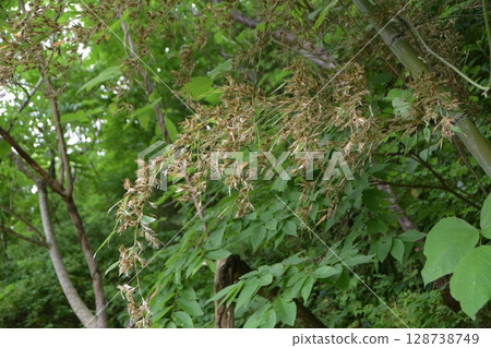 "Bamboo flowers" that bloom once every 120 years "Bamboo flowers" that bloom once every 120 years 128738749