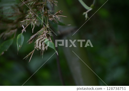 "Bamboo flowers" that bloom once every 120 years 128738751