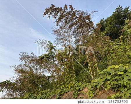 "Bamboo flowers" that bloom once every 120 years 128738793