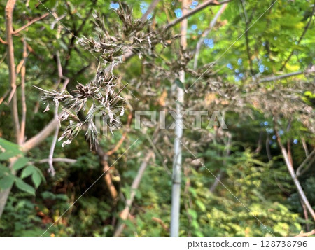 "Bamboo flowers" that bloom once every 120 years 128738796