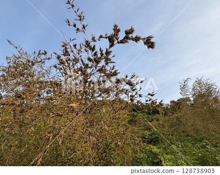 "Bamboo flowers" that bloom once every 120 years "Bamboo flowers" that bloom once every 120 years 128738903