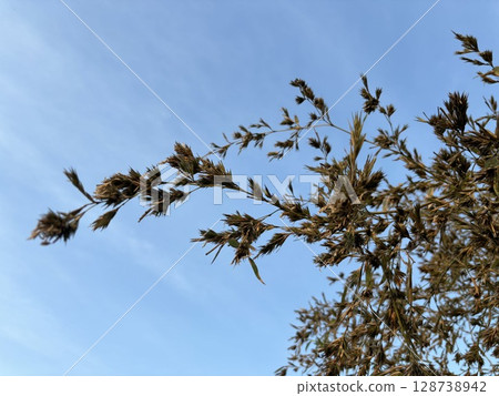 "Bamboo flowers" that bloom once every 120 years 128738942