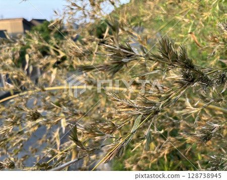 "Bamboo flowers" that bloom once every 120 years "Bamboo flowers" that bloom once every 120 years 128738945