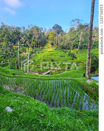 峇裡島德格拉朗梯田,水稻種植後立即出現的梯田 峇裡島德格拉朗梯田,水稻種植後立即出現的梯田 128738955