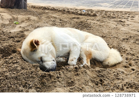 A white dog sleeping on a sandy beach in Bali, Indonesia A white dog sleeping on a sandy beach in Bali, Indonesia 128738971