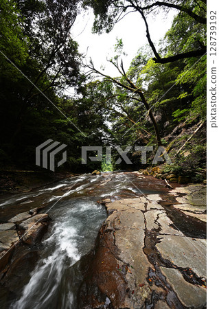 夏天Senjojiki 128739192