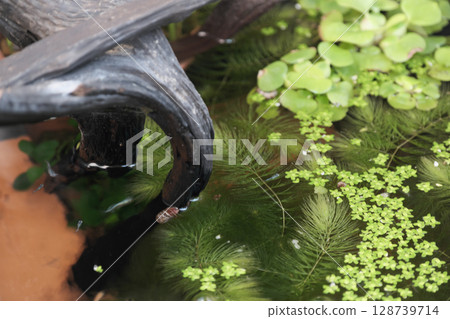 Outdoor aquatic plants 128739714