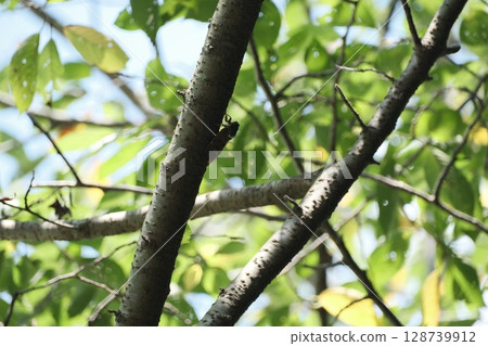 棕色蟬在夏天 128739912