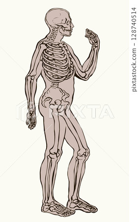 Human skeleton. Vector schematic drawing Human skeleton. Vector schematic drawing 128740514