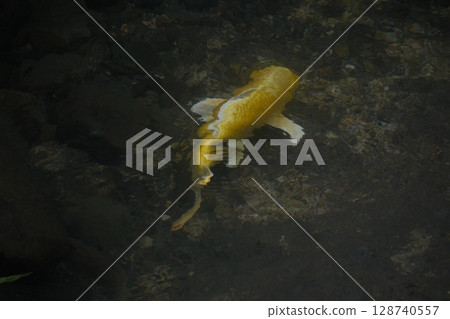 Beautiful golden carp Beautiful golden carp 128740557