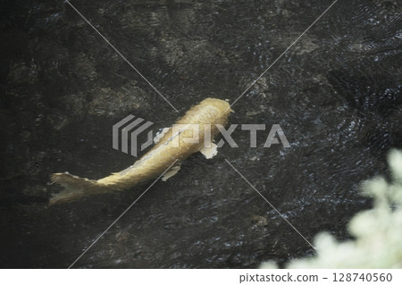 River and carp River and carp 128740560