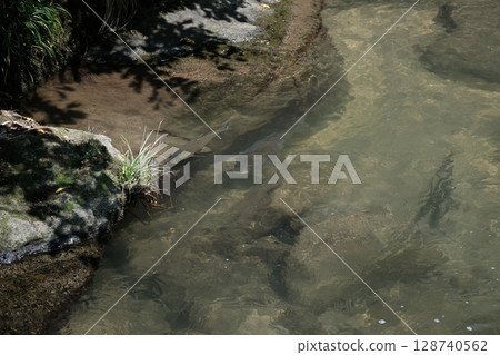 Parent and Child Carp Parent and Child Carp 128740562