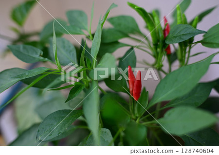 鮮紅的辣椒 128740604