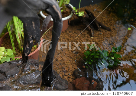 許多青鱂魚自由遊動 許多青鱂魚自由遊動 128740607