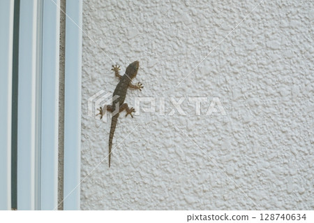 Gecko climbing a wall 128740634