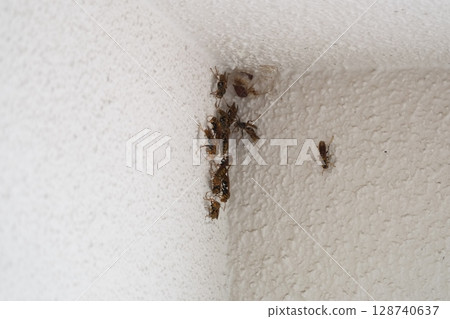 Paper wasps gathering under the eaves Paper wasps gathering under the eaves 128740637