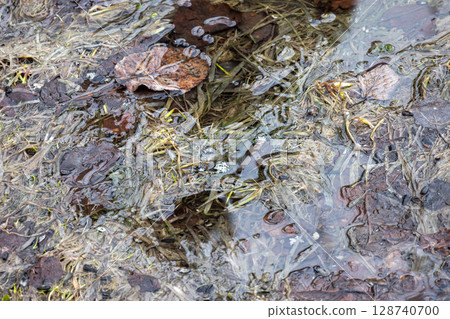 Clear Stream with Autumn Leaves and Grass Showing Natural Patterns 128740700