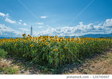 [Tokushima Prefecture] Sunflowers on Zennyuji Island 128740897