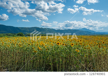 [Tokushima Prefecture] Sunflowers on Zennyuji Island 128740901