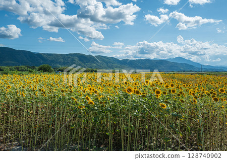 [Tokushima Prefecture] Sunflowers on Zennyuji Island 128740902