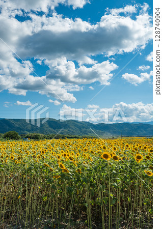 [Tokushima Prefecture] Sunflowers on Zennyuji Island 128740904