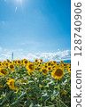 [Tokushima Prefecture] Sunflowers on Zennyuji Island 128740906