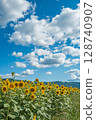 [Tokushima Prefecture] Sunflowers on Zennyuji Island 128740907