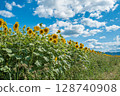 [Tokushima Prefecture] Sunflowers on Zennyuji Island 128740908