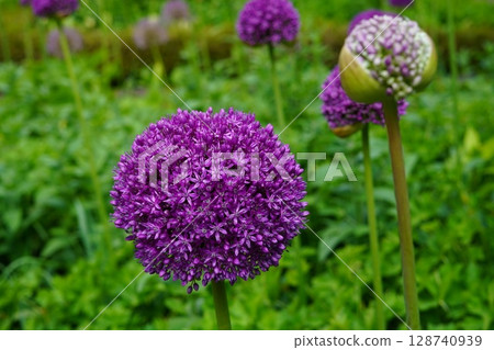 Allium 128740939