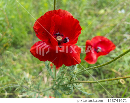 Close-up of vibrant red poppy flowers blooming in a natural meadow. One flower in sharp focus, others softly blurred in the background. Ideal for illustrating spring, summer, nature, botany Close-up of vibrant red poppy flowers blooming in a natural meadow. One flower in sharp focus, others softly blurred in the background. Ideal for illustrating spring, summer, nature, botany 128741671