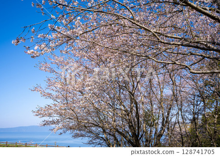 Cherry blossoms at Nakachaya Park (Kirishima City) Cherry blossoms at Nakachaya Park (Kirishima City) 128741705