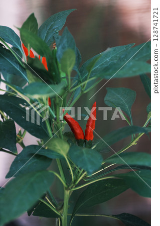 Seasoning: Chili pepper Seasoning: Chili pepper 128741721