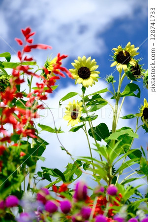 在陽光明媚的日子裡,向日葵被花包圍 在陽光明媚的日子裡,向日葵被花包圍 128741733