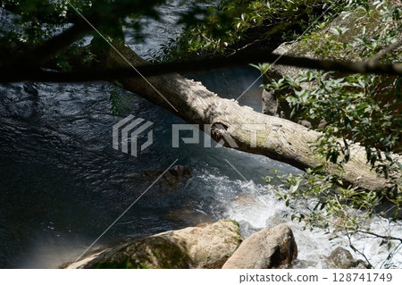 Beautiful river scene in the forest Beautiful river scene in the forest 128741749