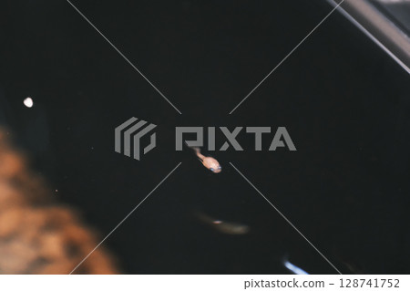 Deformed killifish 128741752