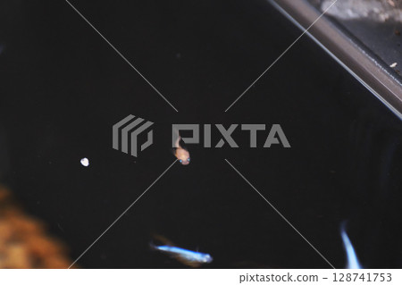 A deformed killifish with a bent tail 128741753