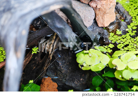 A pond with killifish 128741754