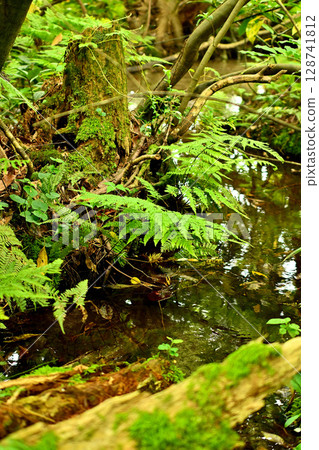 杉澤苔蘚，苔蘚，條紋現象，富山縣 128741812