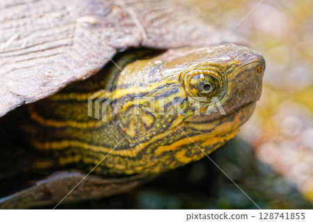 日本池龜臉部特寫，面向右側 128741855