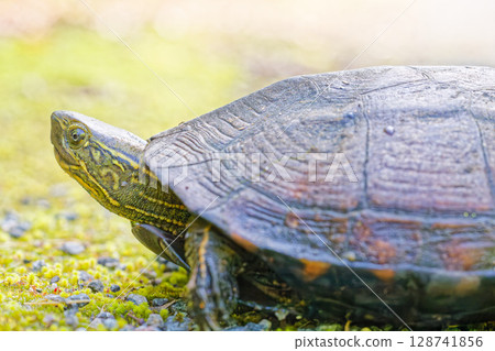 半隻池塘龜 128741856