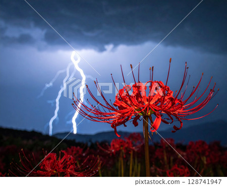 Thunderstorm and red spider lilies 128741947